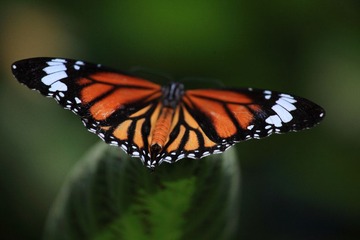 IMG_8992.JPG