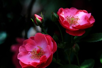 IMG_9139.JPG