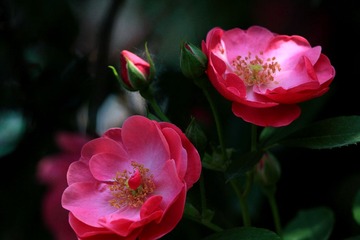 IMG_9139.JPG