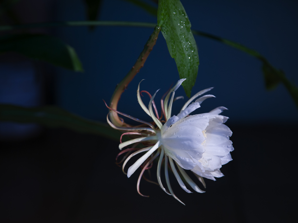 昙花又称圣洁之花.淡雅清新脱俗,花开闻到淡淡的的清香.