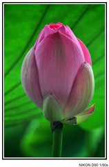 dsc_0704_conew1