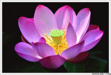 DSC_0468_conew1