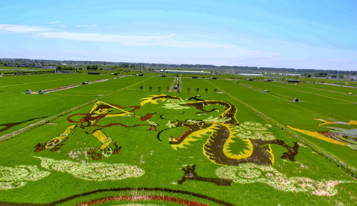 稻渔空间之稻田画