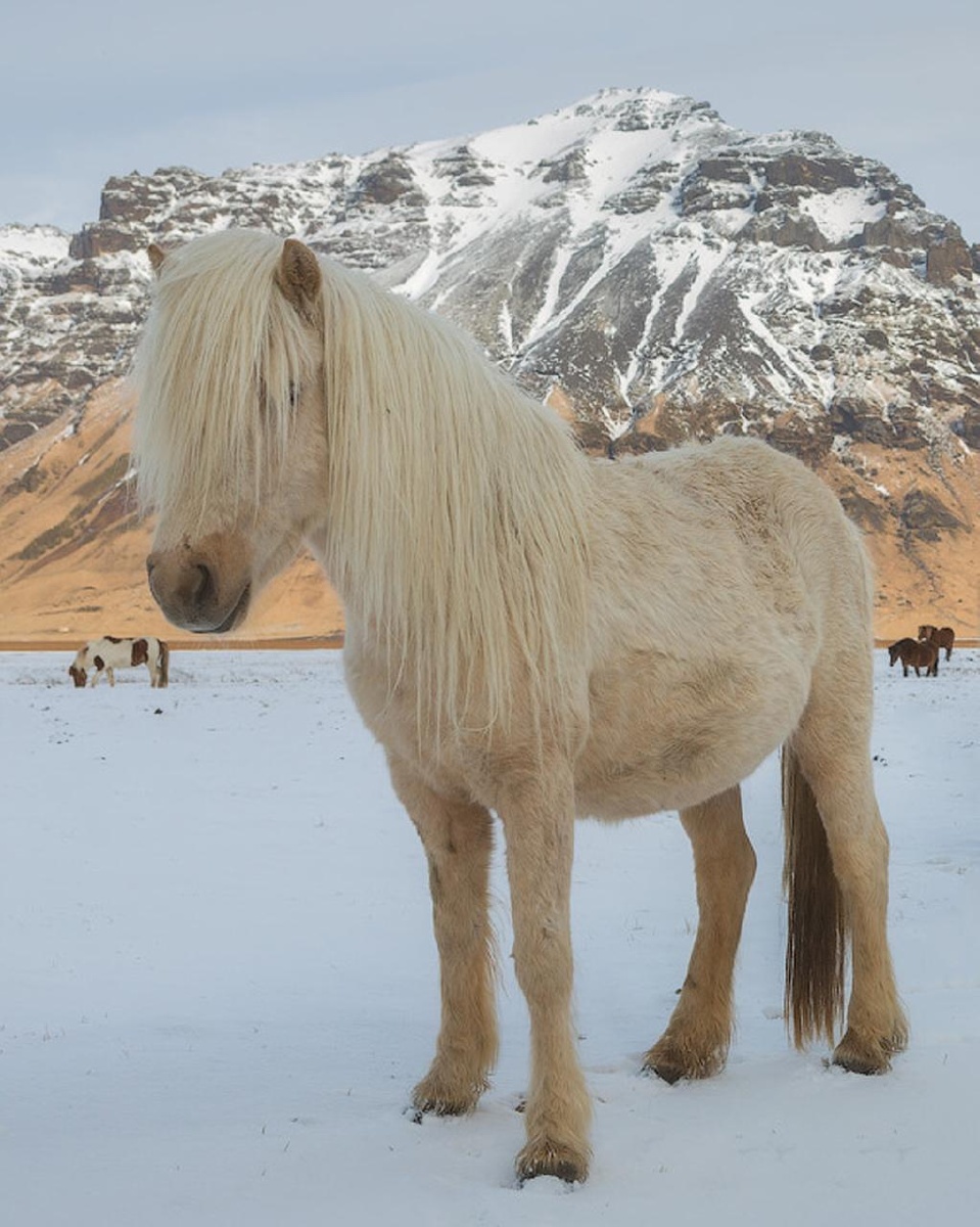 冬季的冰岛马