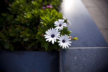 像菊花