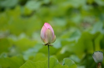 DSC_0871.JPG