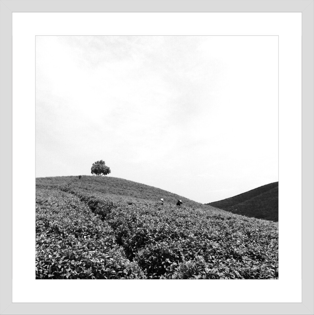 安吉-茶