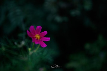 _MG_3445-1