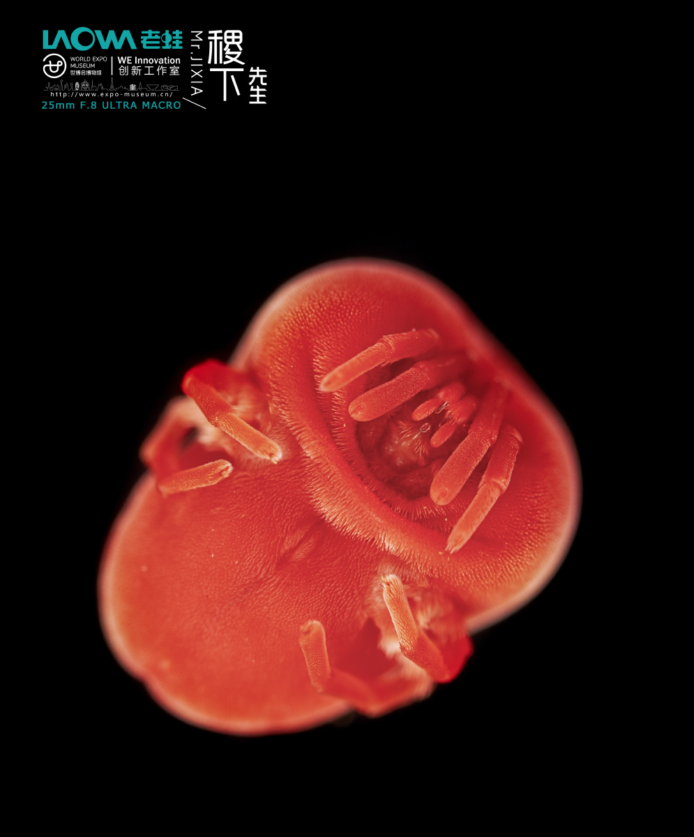 绒螨- uncley稷下先生 - 图虫