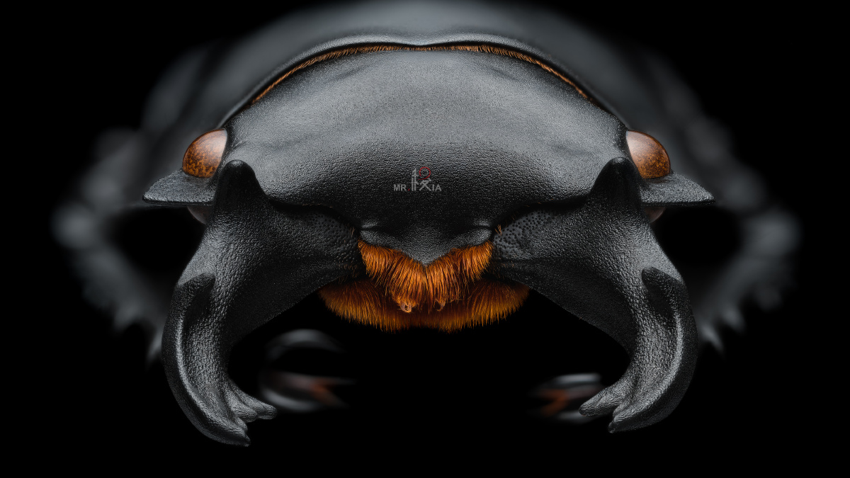 鹿角锹属的锹甲最典型的特征就是其独特夸张的大颚造型(牙型),华丽