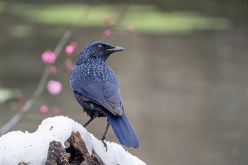 975437