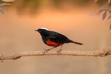 625209