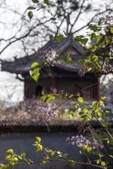 丁香和古塔