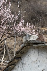 屋檐