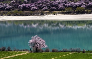 春水桃花