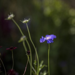 花3