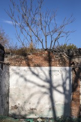 树和影