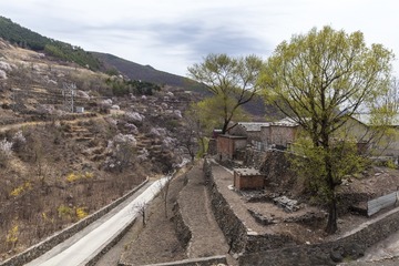 杏花山村