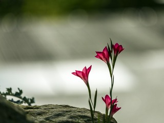 期待阳光