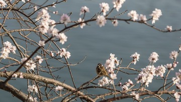 枝头