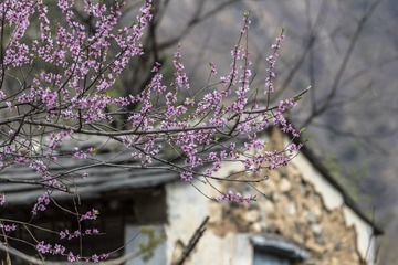 村里盛开的桃花