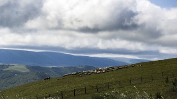 山坡上的羊群