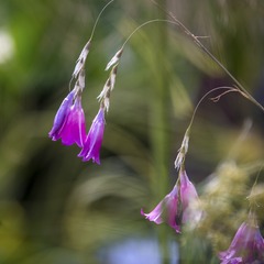 花2