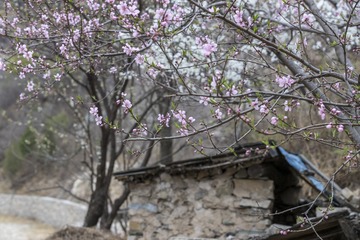 古村桃花