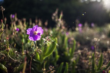 花