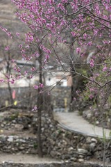 桃花小路