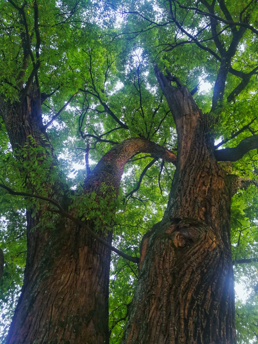 村头一棵古槐树