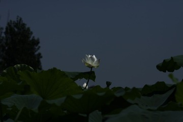 IMG_1394.jpg