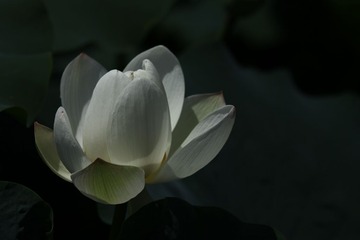 IMG_1380.jpg