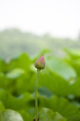 荷1
