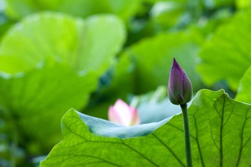 荷3