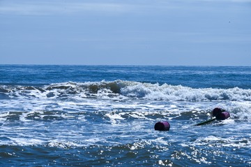 海棠