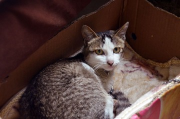 猫猫