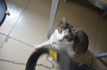 猫猫1