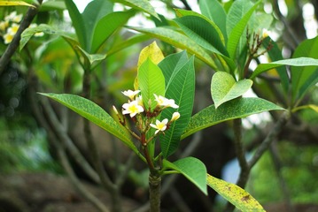 IMGP6047.JPG