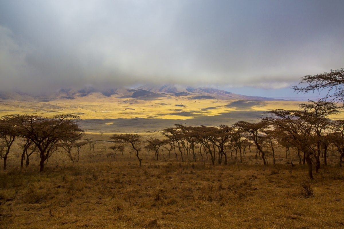 旱季的非洲草原