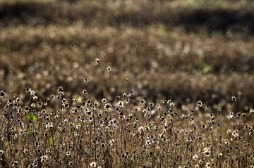 DSC_0223_1