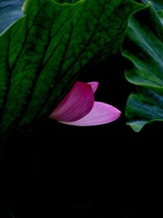 DSCF0463.jpg