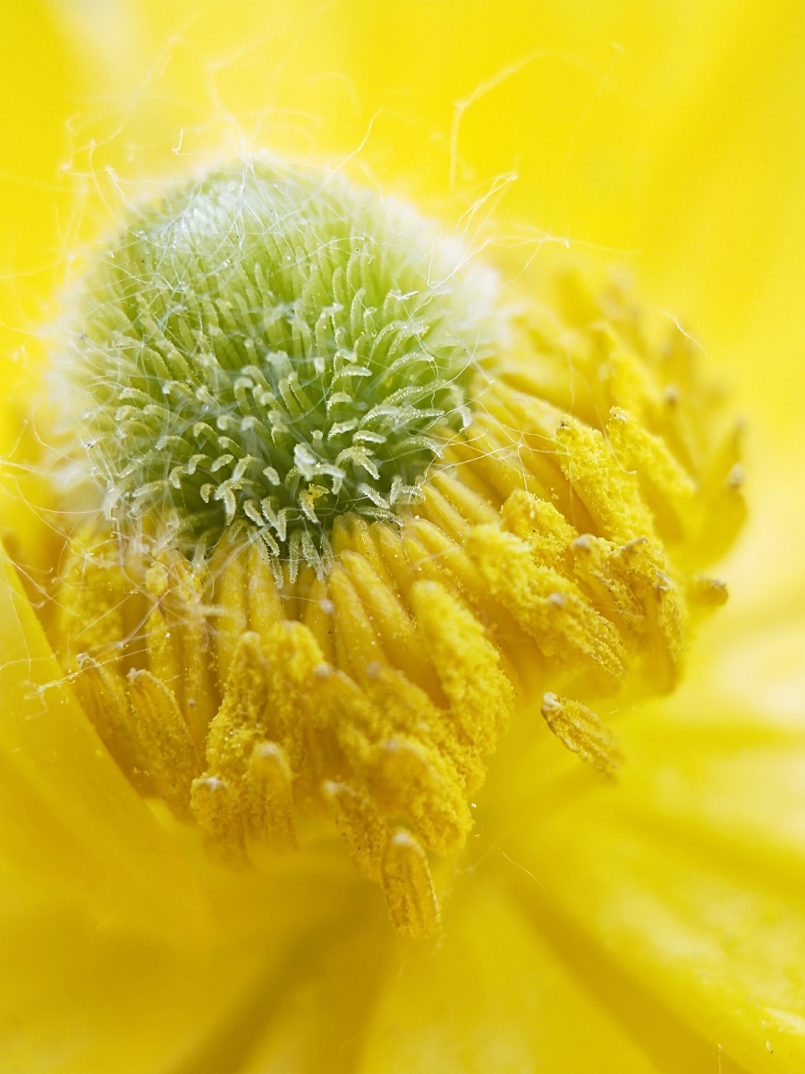 花蕊- 沈灵犀 - 图虫网 - 优质摄影师交流社区