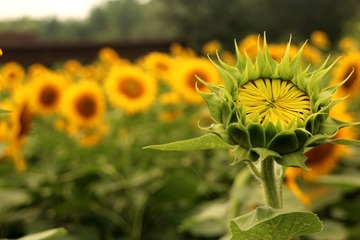 IMG_0293 - 