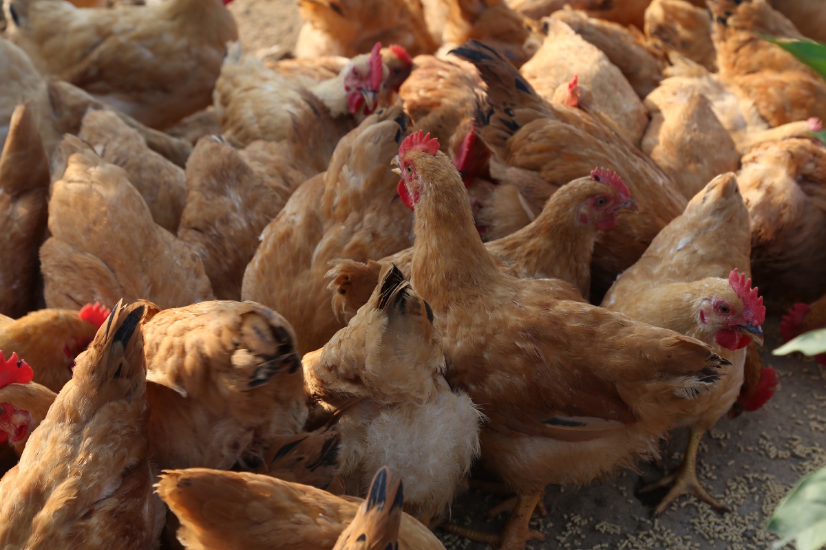 鸡- 华华新艺广告 - 图虫