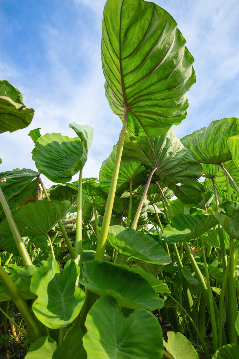 福鼎市借助当地特殊的土壤养分,质地,酸碱度,以及独特的管理方法,形成