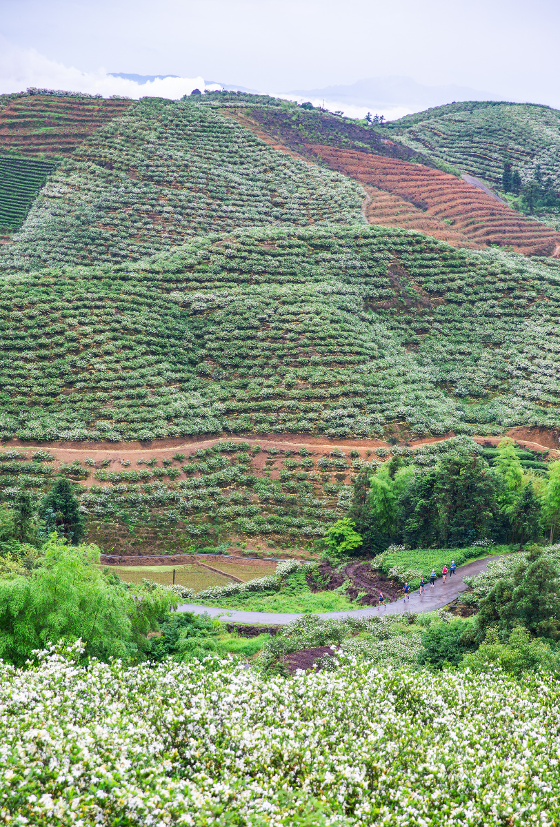栀山花海福鼎贯岭镇茗洋村七万多亩栀子花竞相开放