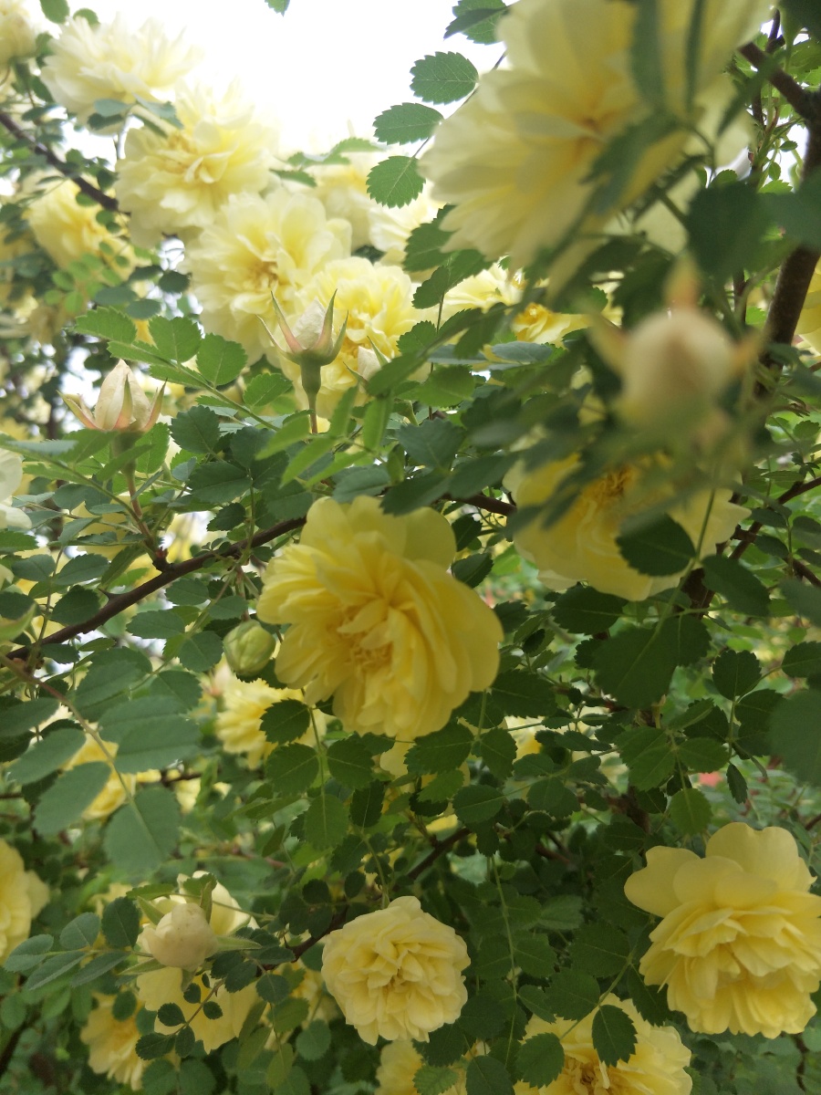 满树繁花 - 春暖花开966 - 图虫网 - 最好的摄影师都在这