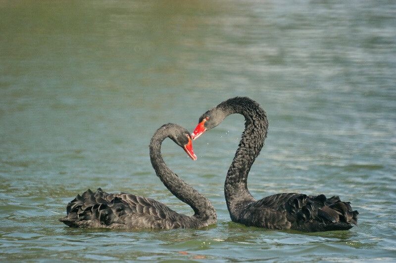 "Love Story" Affectionate Kiss<br />
