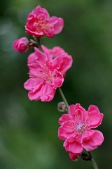DSC08406.JPG